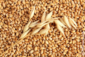 К чему снится Зерна кукурузы во сне? Зерна кукурузы по соннику